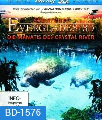 Abenteuer Everglades 3D - Die Manatis des Crystal River