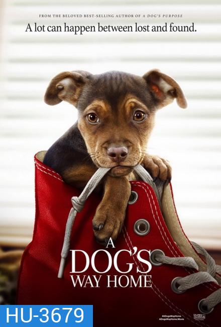 A Dog's Way Home (2019) เพื่อนรักผจญภัยสี่ร้อยไมล์