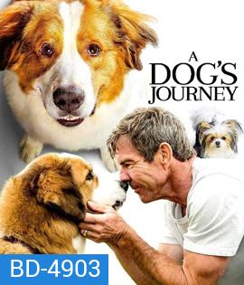 A Dog's Journey (2019) หมา เป้าหมาย และเด็กชายของผม 2