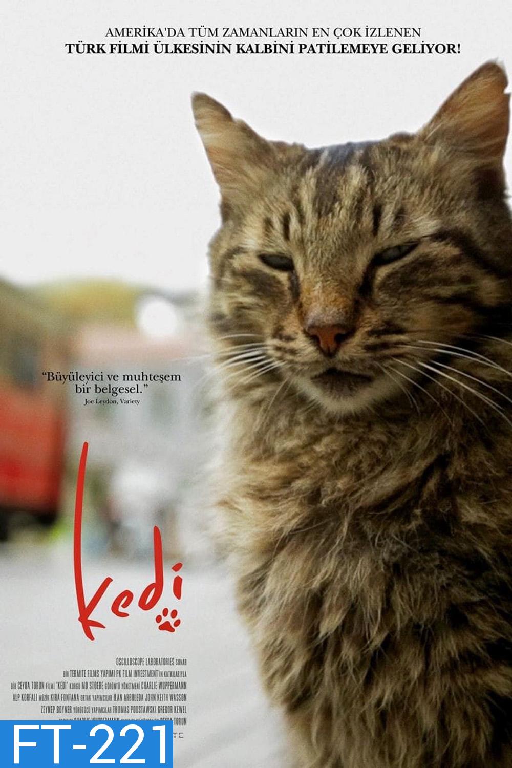 Kedi เมืองแมว (2016) สารคดีแมวเมืองอิสตัลบูล ทาสแมวต้องไม่พลาด!!