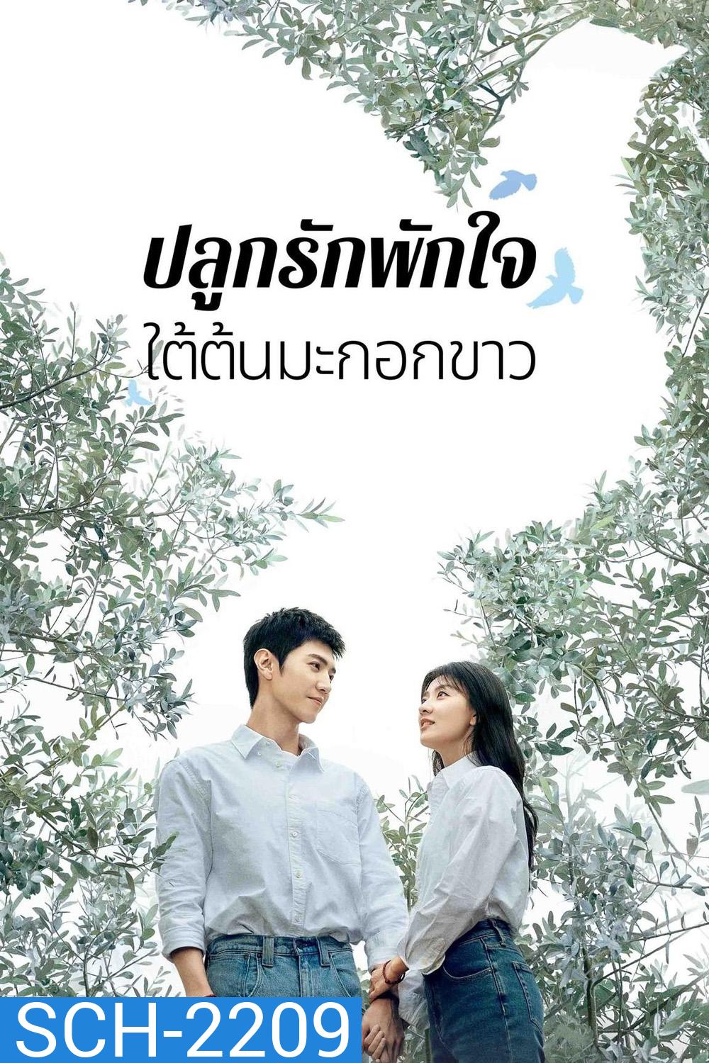 The White Olive Tree ปลูกรักพักใจ ใต้ต้นมะกอกขาว (2025) 38 ตอนจบ