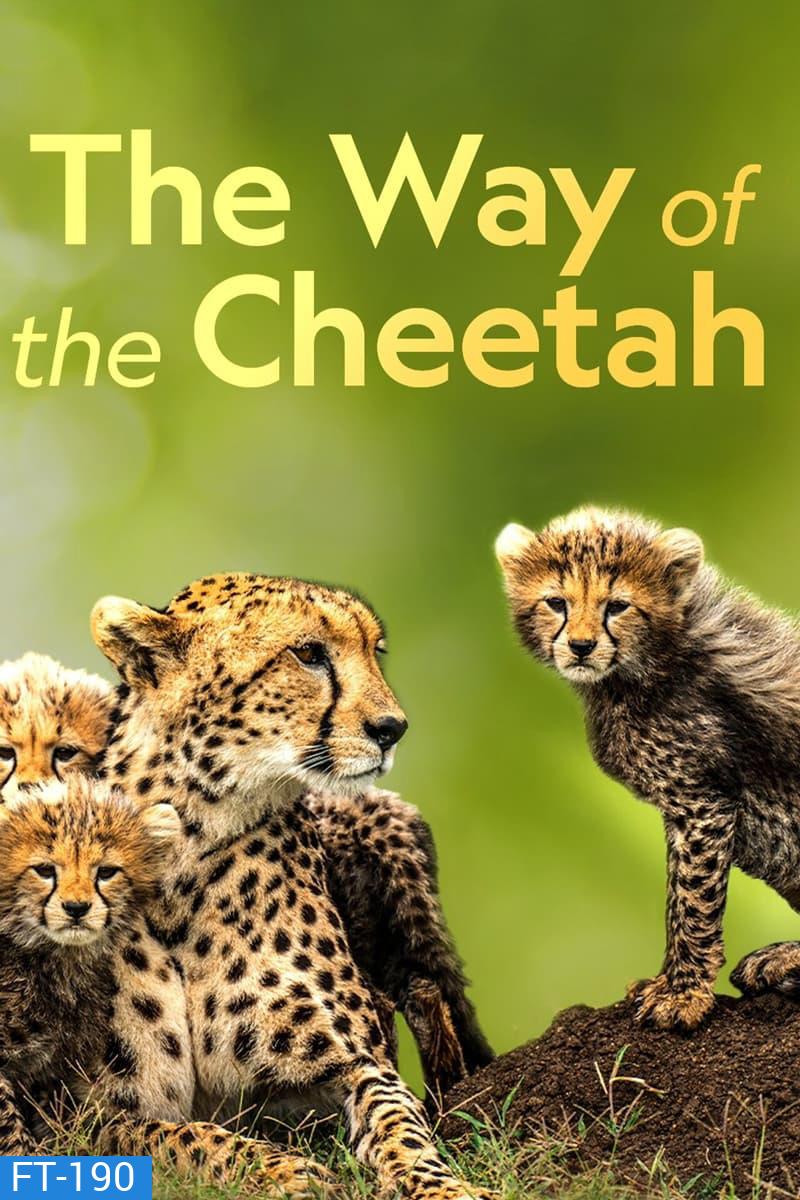 Big Cat Week - The Way of the Cheetah (2022)
