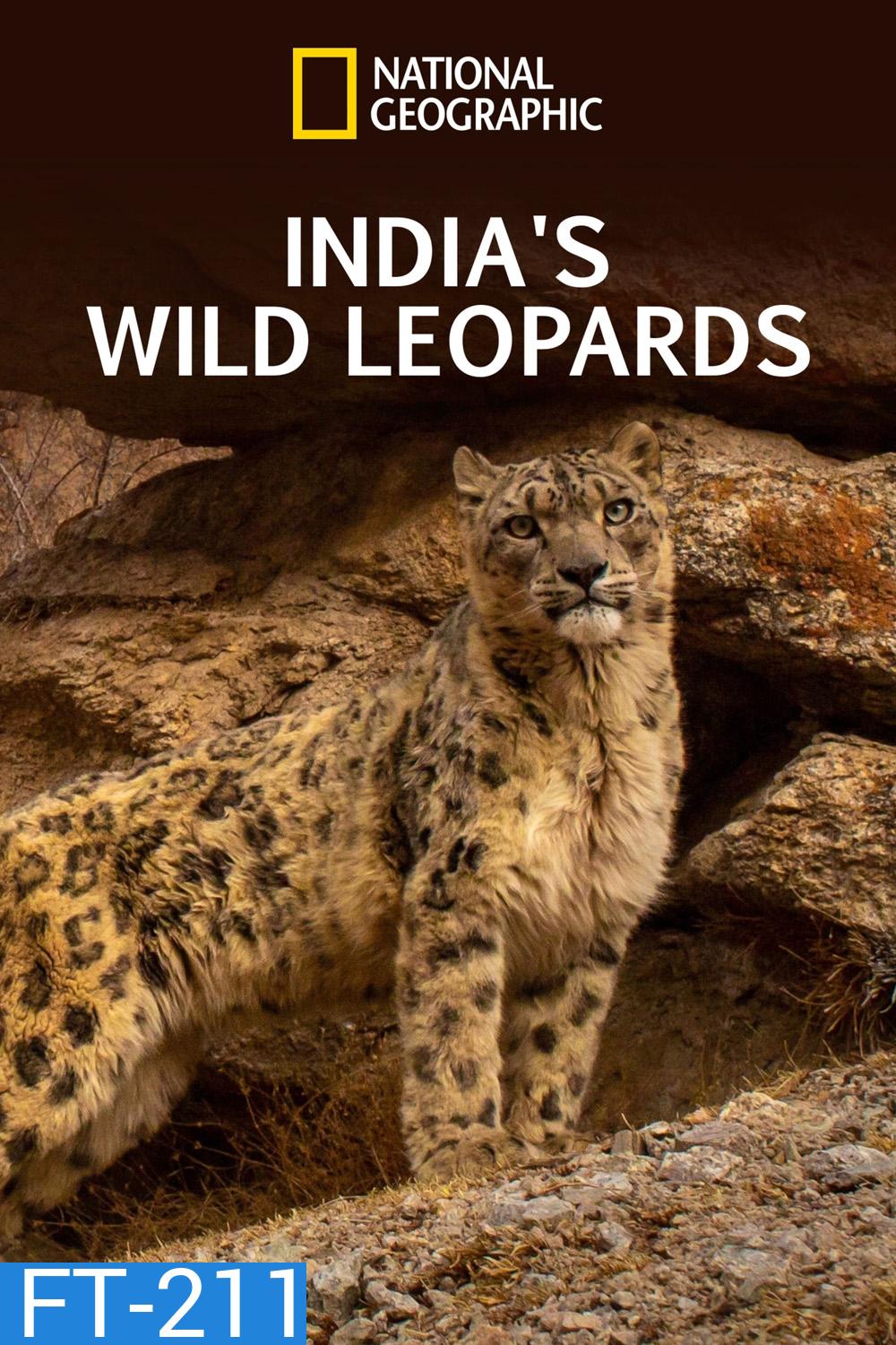 India's Wild Leopards (2020) เสือดาวป่าแห่งอินเดีย