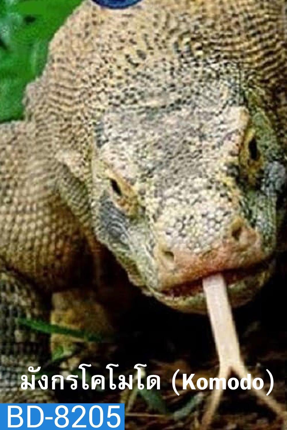 Komodo Dragons (2007) มังกรโกโมโด