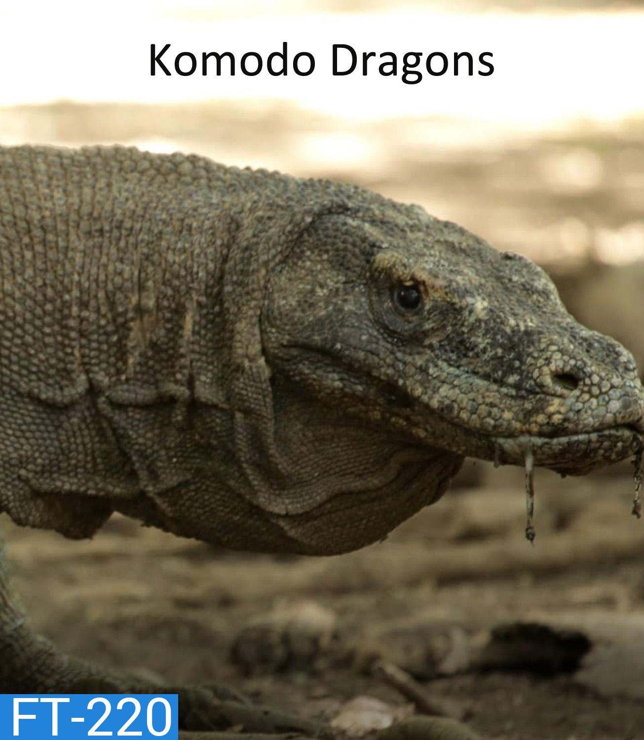 มังกรโกโมโด Komodo Dragons (2007)