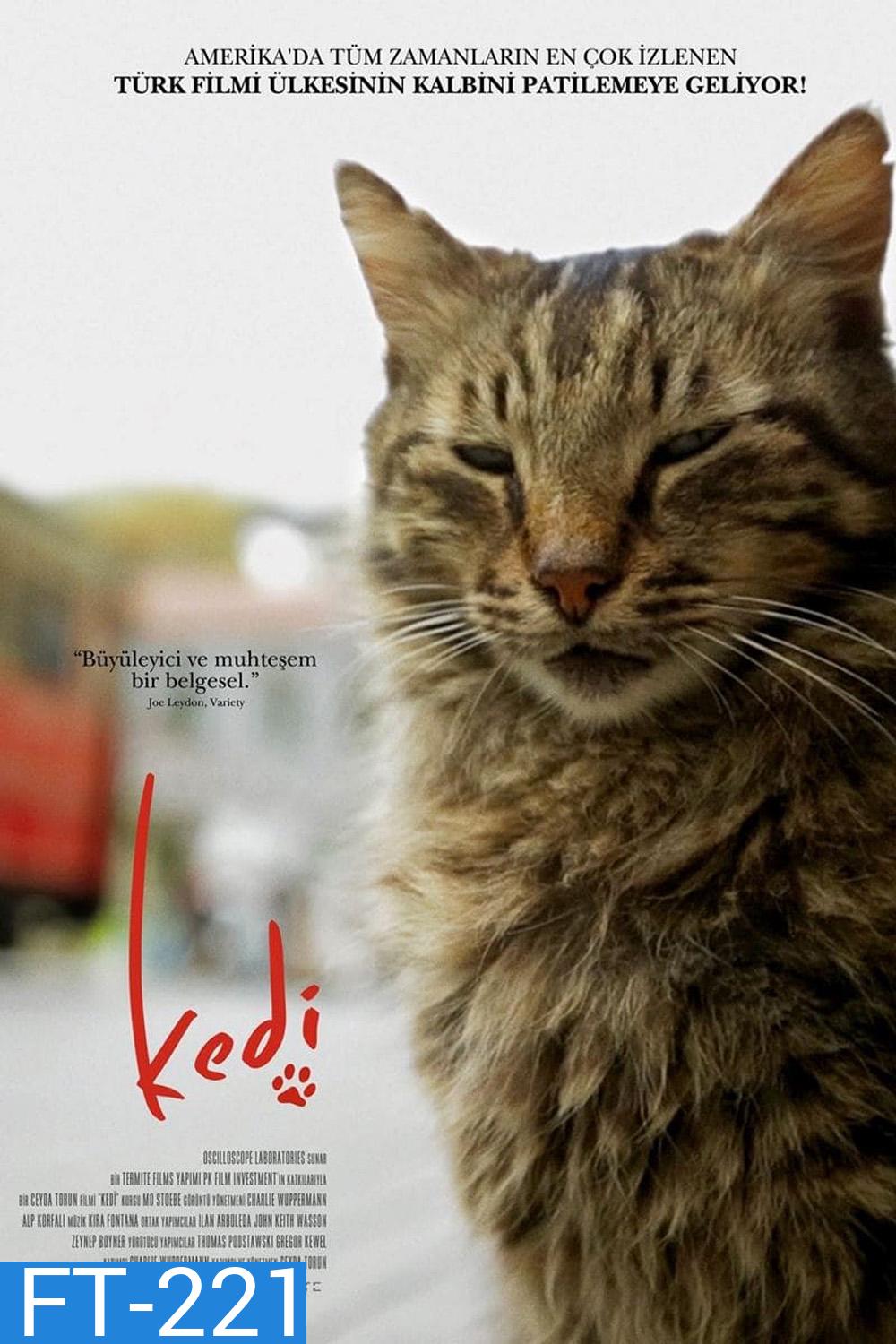 Kedi เมืองแมว (2016) สารคดีแมวเมืองอิสตัลบูล ทาสแมวต้องไม่พลาด!!