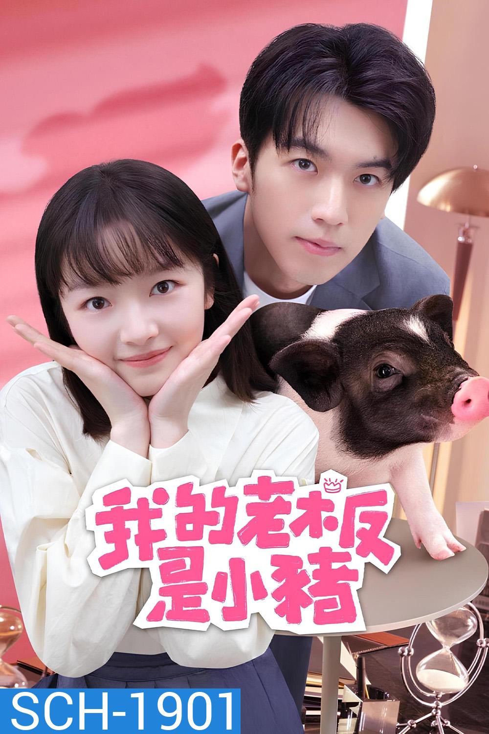 หัวหน้าฉันเป็นหมูน้อย My Piggy Boss (2024) 12 ตอน