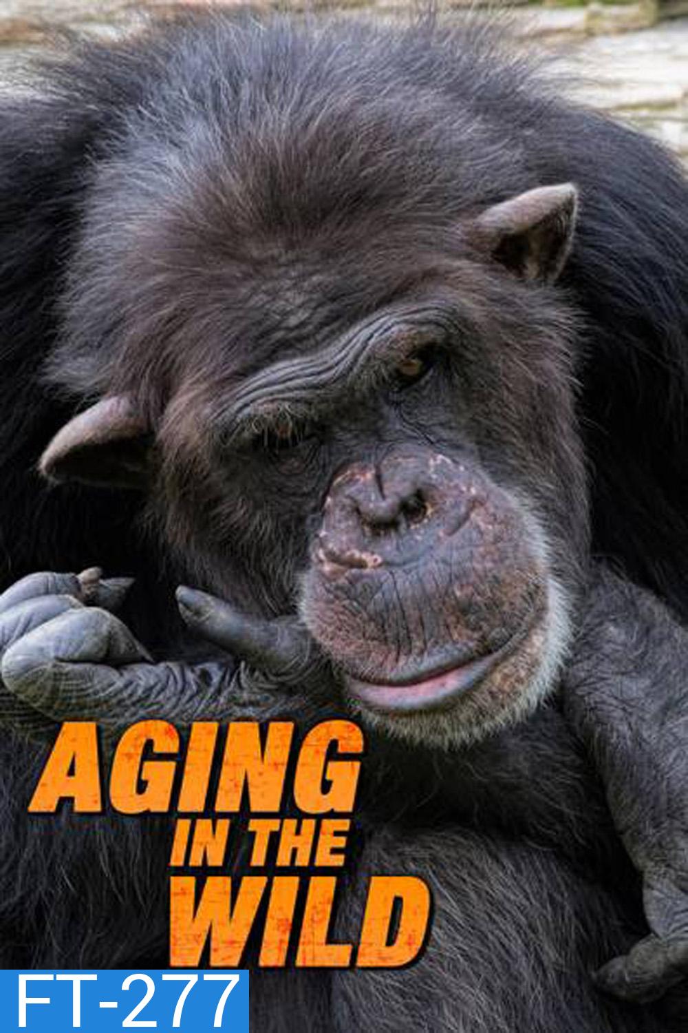 Aging in the Wild (2017) ช่วงชีวิตในป่าใหญ่ (5 ตอน)